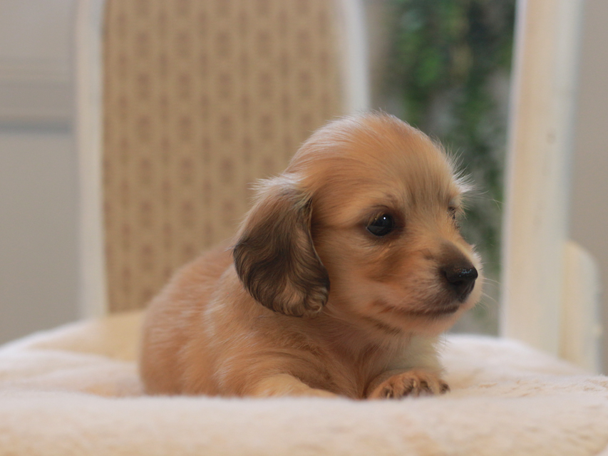カニンヘン ダックスフンド しらたま&竹千代の子犬 イエロー（クリーム） 女の子