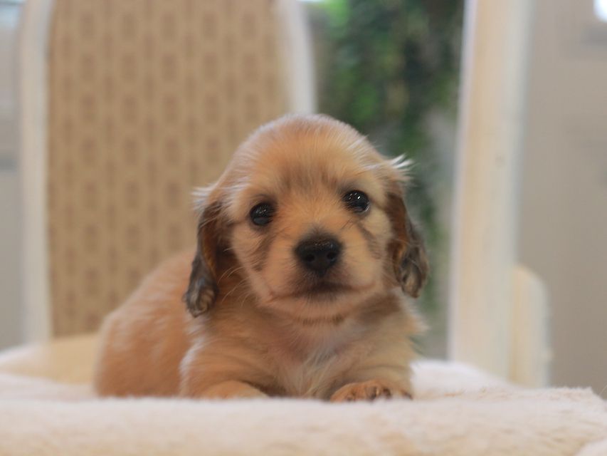 カニンヘン ダックスフンド しらたま&竹千代の子犬 イエロー（クリーム） 女の子