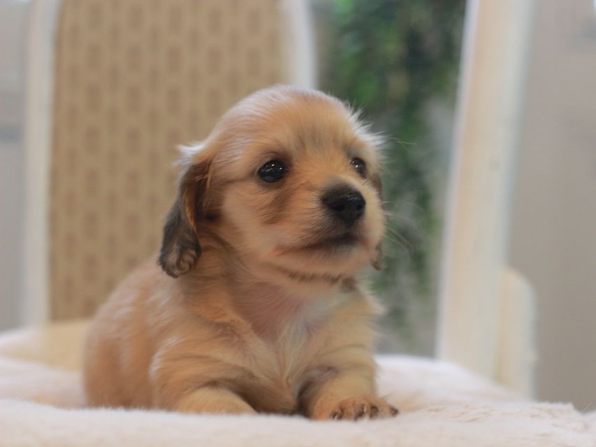 カニンヘン ダックスフンド しらたま&竹千代の子犬 イエロー（クリーム） 女の子