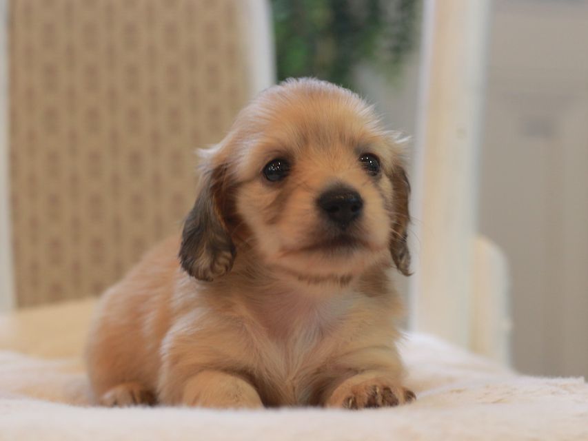 カニンヘン ダックスフンド しらたま&竹千代の子犬 イエロー（クリーム） 女の子