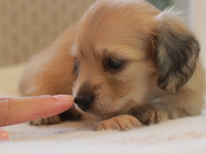 カニンヘン ダックスフンド しらたま&竹千代の子犬 イエロー（クリーム） 女の子