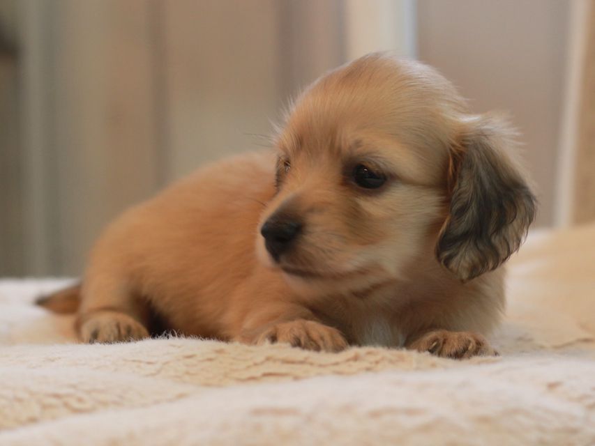 カニンヘン ダックスフンド しらたま&竹千代の子犬 イエロー（クリーム） 女の子