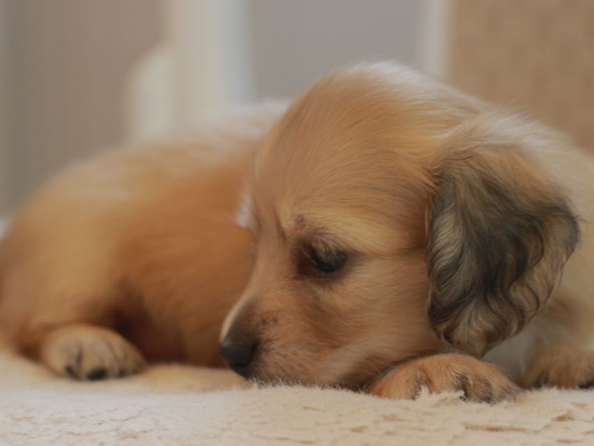カニンヘン ダックスフンド しらたま&竹千代の子犬 イエロー（クリーム） 女の子