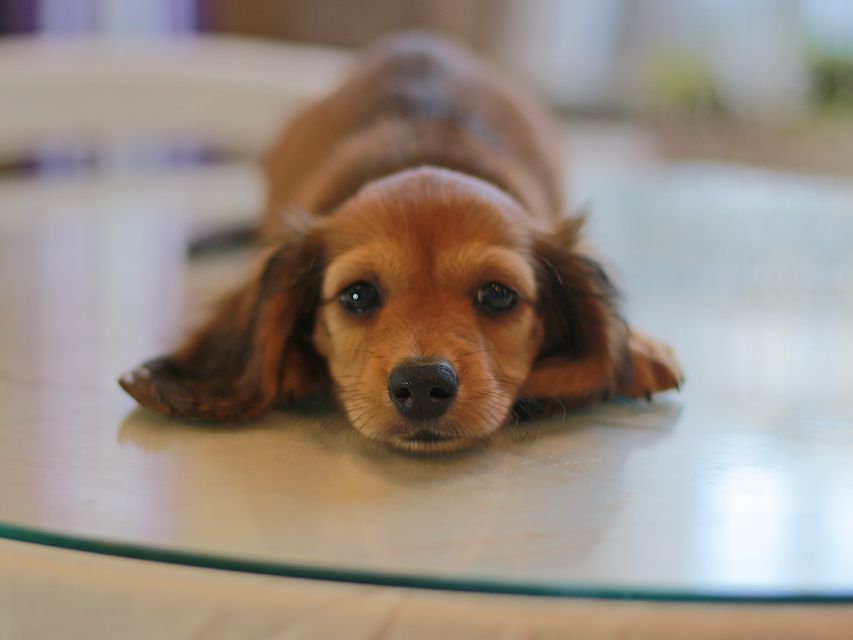 カニンヘン ダックスフンド クム&ブイの子犬 レッド 男の子
