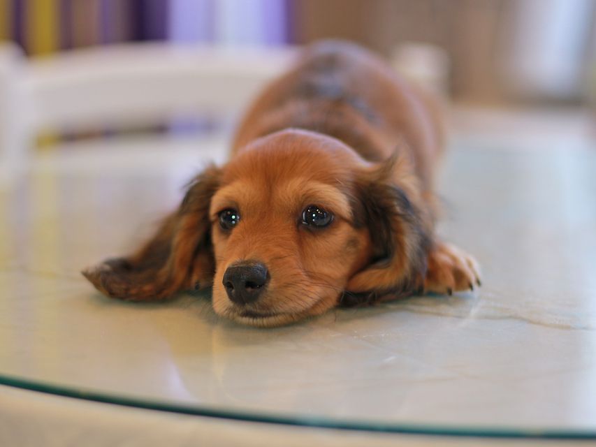 カニンヘン ダックスフンド クム&ブイの子犬 レッド 男の子