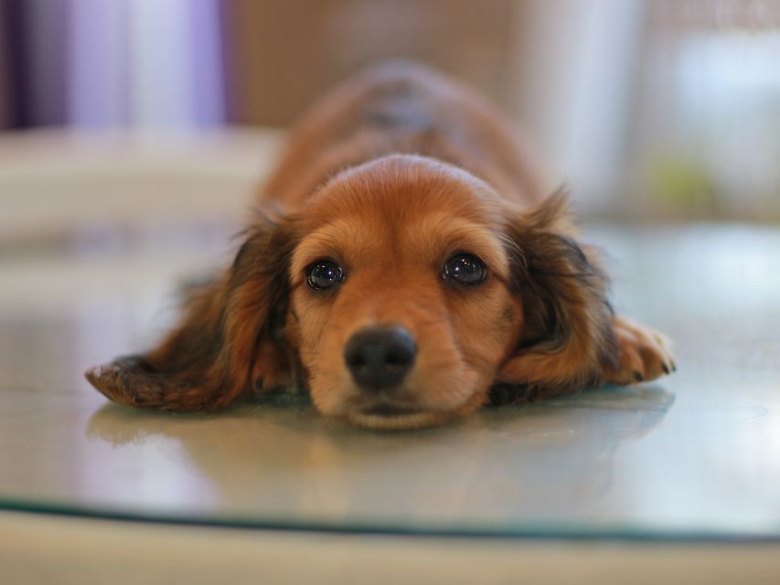 カニンヘン ダックスフンド クム&ブイの子犬 レッド 男の子