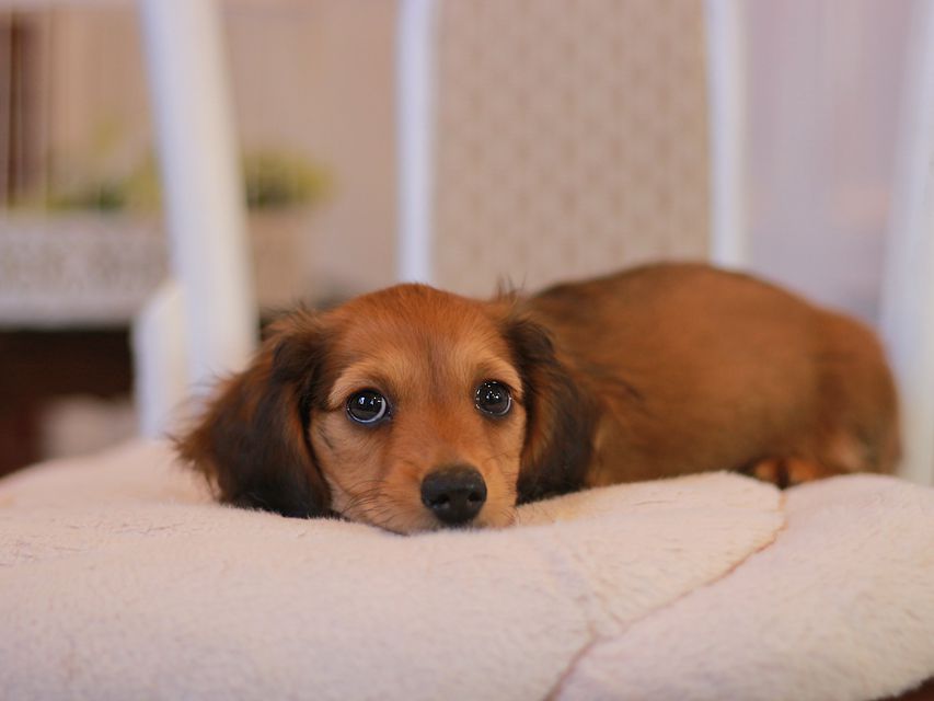 カニンヘン ダックスフンド クム&ブイの子犬 レッド 男の子