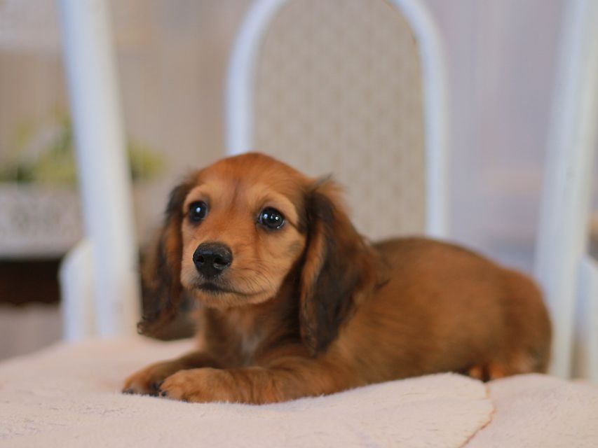 カニンヘン ダックスフンド クム&ブイの子犬 レッド 男の子