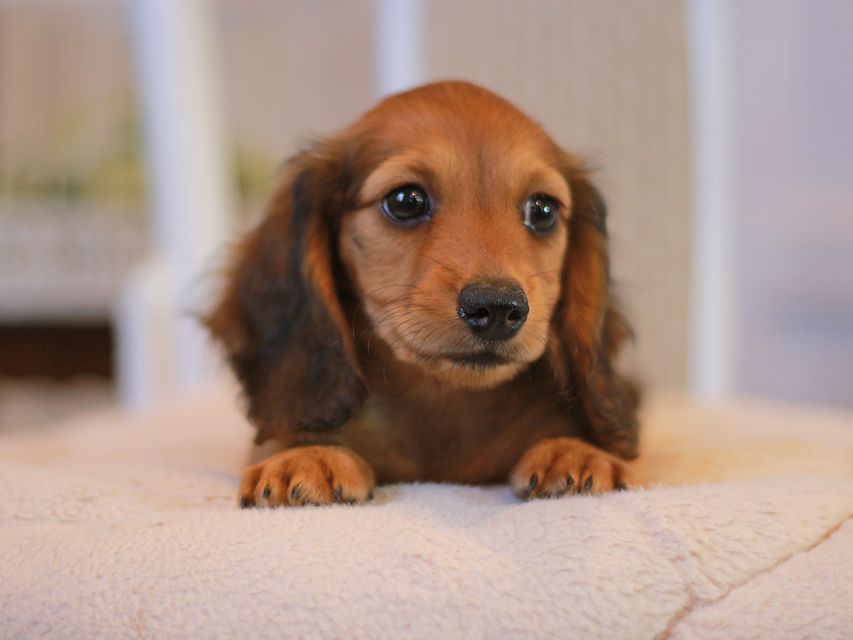 カニンヘン ダックスフンド クム&ブイの子犬 レッド 男の子