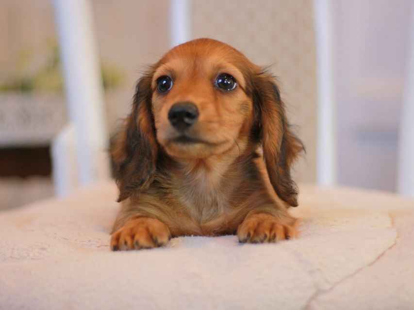 カニンヘン ダックスフンド クム&ブイの子犬 レッド 男の子