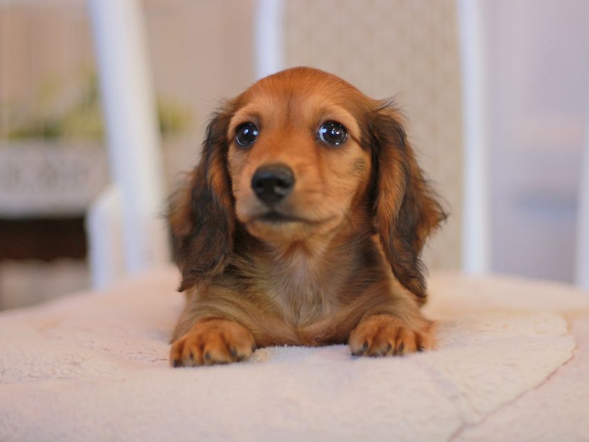 カニンヘン ダックスフンド クム&ブイの子犬 レッド 男の子