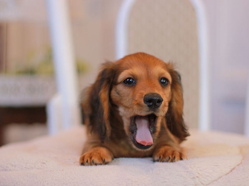 カニンヘン ダックスフンド クム&ブイの子犬 レッド 男の子