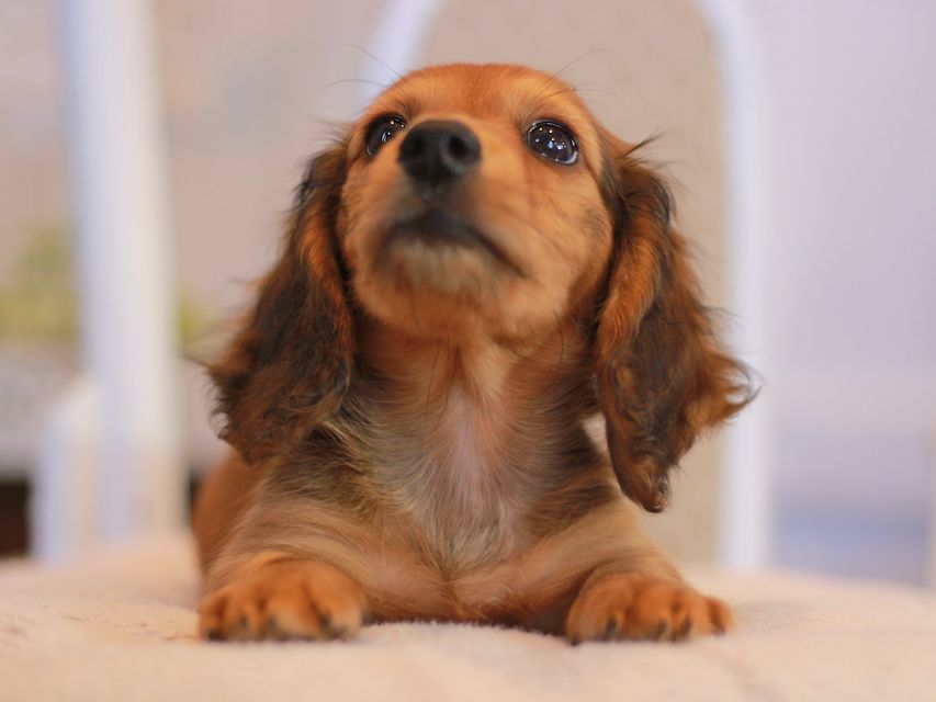 カニンヘン ダックスフンド クム&ブイの子犬 レッド 男の子