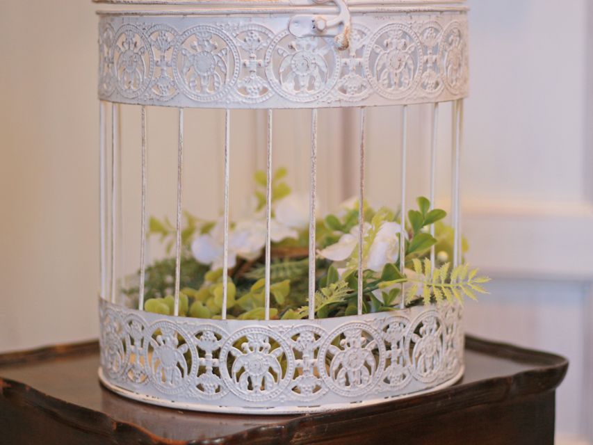 カニンヘン ダックスフンド クム&ブイの子犬 レッド 男の子