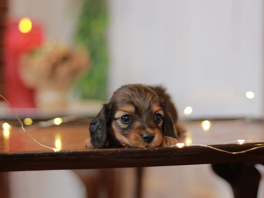 カニンヘン ダックスフンド ミスト&竹千代の子犬 レッド 男の子(2)KaninchenDachshund_7688 カニンヘン ダックスフンド ミスト&竹千代の子犬 レッド 男の子(2)