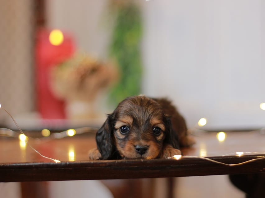 カニンヘン ダックスフンド ミスト&竹千代の子犬 レッド 男の子(2)KaninchenDachshund_7690 カニンヘン ダックスフンド ミスト&竹千代の子犬 レッド 男の子(2)