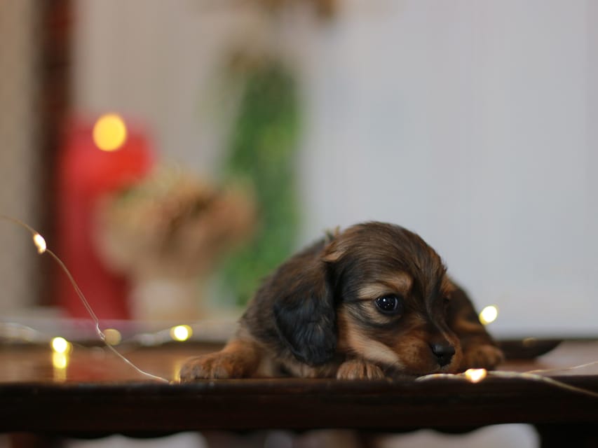 カニンヘン ダックスフンド ミスト&竹千代の子犬 レッド 男の子(2)KaninchenDachshund_7703 カニンヘン ダックスフンド ミスト&竹千代の子犬 レッド 男の子(2)