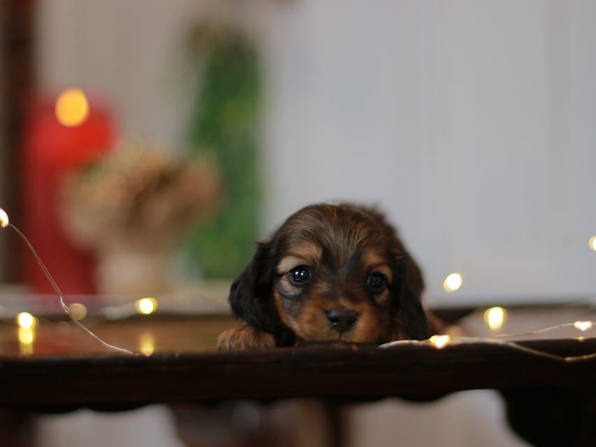 カニンヘン ダックスフンド ミスト&竹千代の子犬 レッド 男の子(2)KaninchenDachshund_7714 カニンヘン ダックスフンド ミスト&竹千代の子犬 レッド 男の子(2)