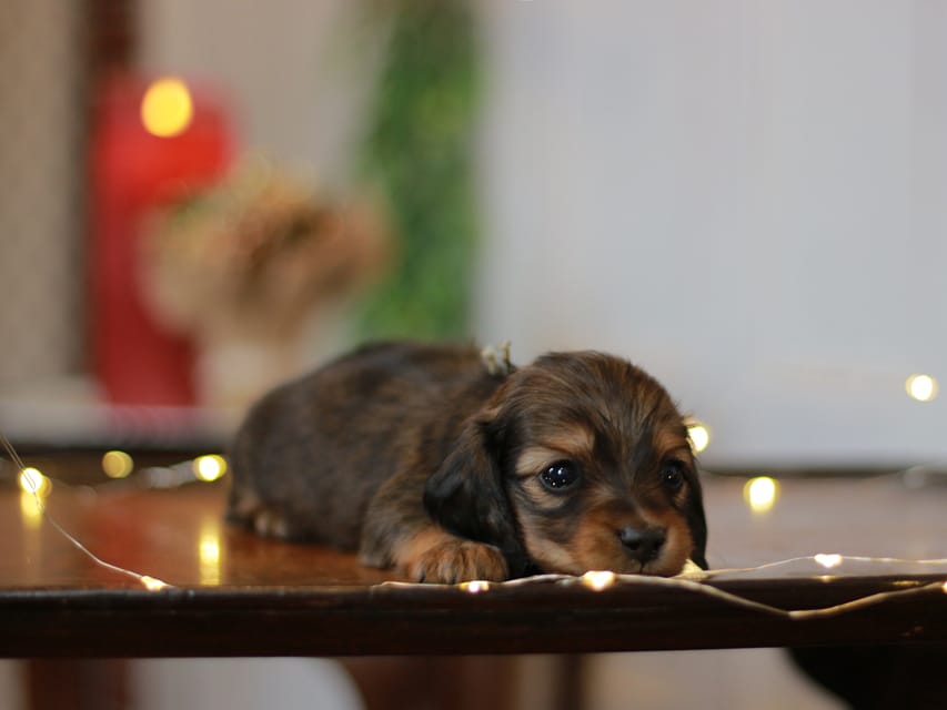 カニンヘン ダックスフンド ミスト&竹千代の子犬 レッド 男の子(2)KaninchenDachshund_7716 カニンヘン ダックスフンド ミスト&竹千代の子犬 レッド 男の子(2)