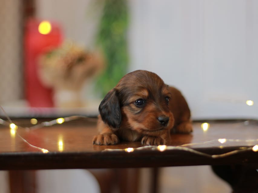カニンヘン ダックスフンド ミスト&竹千代の子犬 レッド 男の子(3)KaninchenDachshund_7743 カニンヘン ダックスフンド ミスト&竹千代の子犬 レッド 男の子(3)