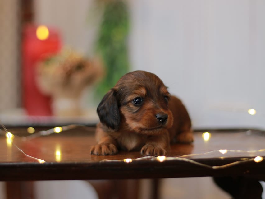 カニンヘン ダックスフンド ミスト&竹千代の子犬 レッド 男の子(3)KaninchenDachshund_7744 カニンヘン ダックスフンド ミスト&竹千代の子犬 レッド 男の子(3)