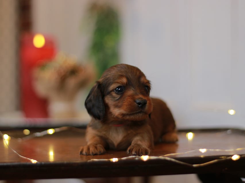 カニンヘン ダックスフンド ミスト&竹千代の子犬 レッド 男の子(3)KaninchenDachshund_7746 カニンヘン ダックスフンド ミスト&竹千代の子犬 レッド 男の子(3)