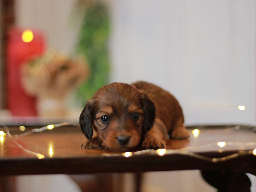 カニンヘン ダックスフンド ミスト&竹千代の子犬 レッド 男の子(3)KaninchenDachshund_7750 カニンヘン ダックスフンド ミスト&竹千代の子犬 レッド 男の子(3)