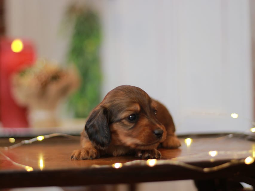 カニンヘン ダックスフンド ミスト&竹千代の子犬 レッド 男の子(3)KaninchenDachshund_7752 カニンヘン ダックスフンド ミスト&竹千代の子犬 レッド 男の子(3)