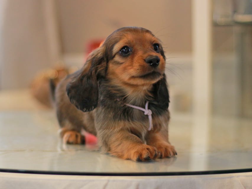 カニンヘン ダックスフンド ミスト&竹千代の子犬 レッド 男の子(1)KaninchenDachshund_8466 カニンヘン ダックスフンド ミスト&竹千代の子犬 レッド 男の子(1)