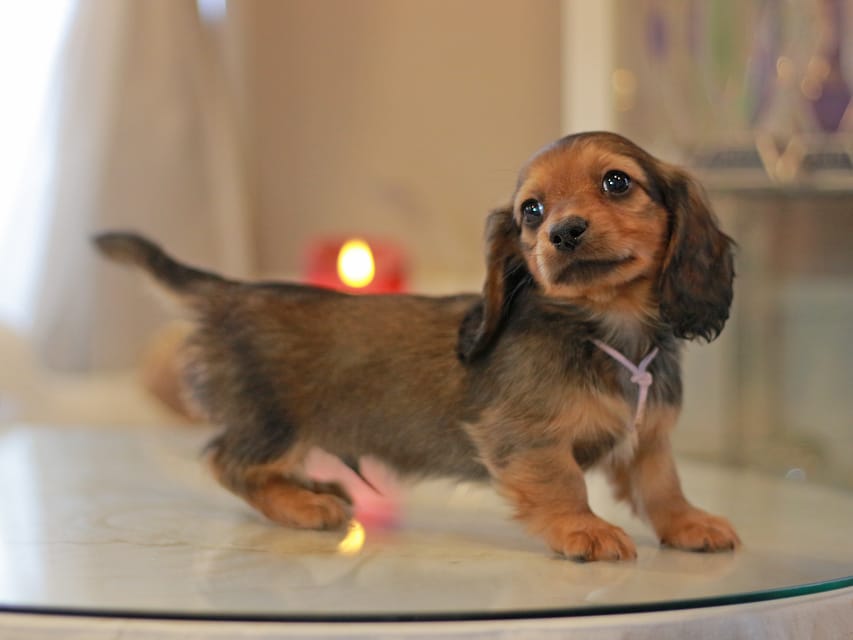 カニンヘン ダックスフンド ミスト&竹千代の子犬 レッド 男の子(1)KaninchenDachshund_8481 カニンヘン ダックスフンド ミスト&竹千代の子犬 レッド 男の子(1)