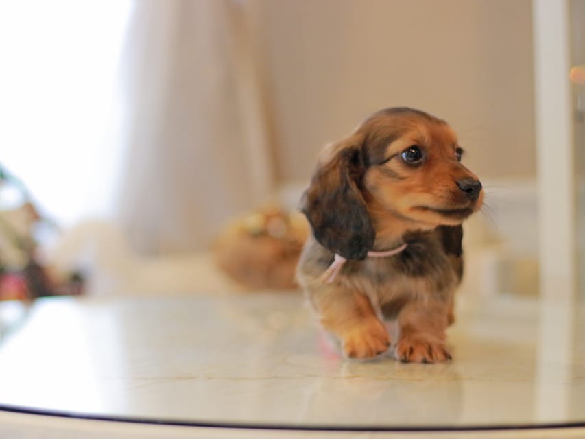 カニンヘン ダックスフンド ミスト&竹千代の子犬 レッド 男の子(1)KaninchenDachshund_8491 カニンヘン ダックスフンド ミスト&竹千代の子犬 レッド 男の子(1)