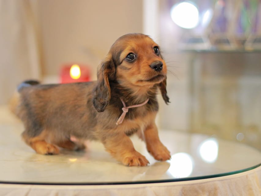 カニンヘン ダックスフンド ミスト&竹千代の子犬 レッド 男の子(1)KaninchenDachshund_8494 カニンヘン ダックスフンド ミスト&竹千代の子犬 レッド 男の子(1)