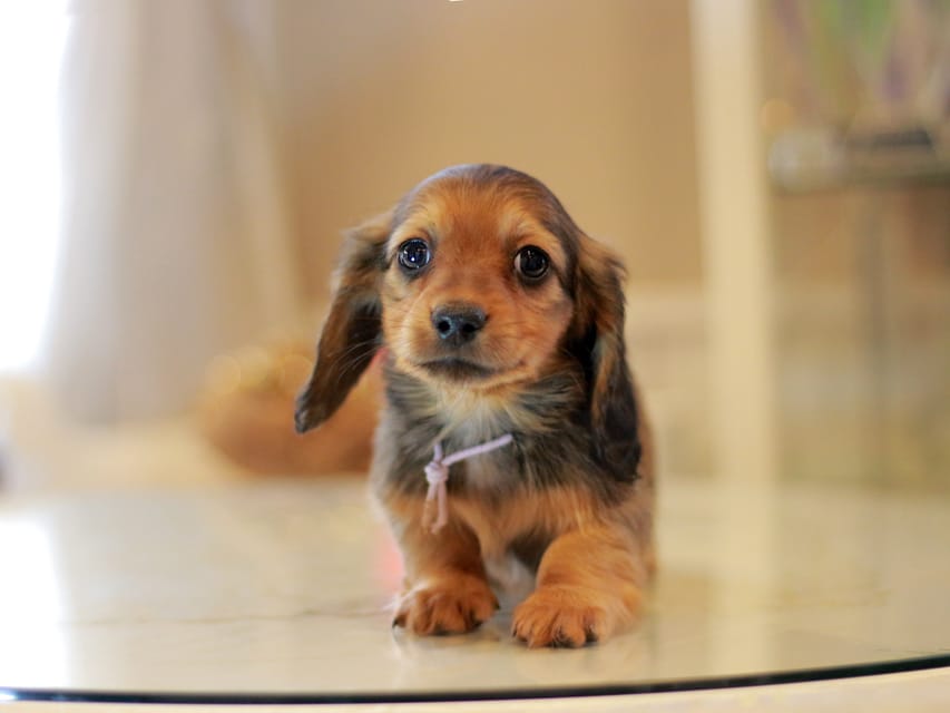 カニンヘン ダックスフンド ミスト&竹千代の子犬 レッド 男の子(1)KaninchenDachshund_8496 カニンヘン ダックスフンド ミスト&竹千代の子犬 レッド 男の子(1)