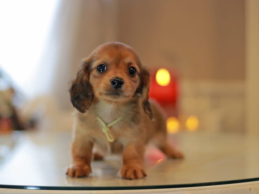 カニンヘン ダックスフンド ミスト&竹千代の子犬 レッド 男の子(5)KaninchenDachshund_8722 カニンヘン ダックスフンド ミスト&竹千代の子犬 レッド 男の子(5)