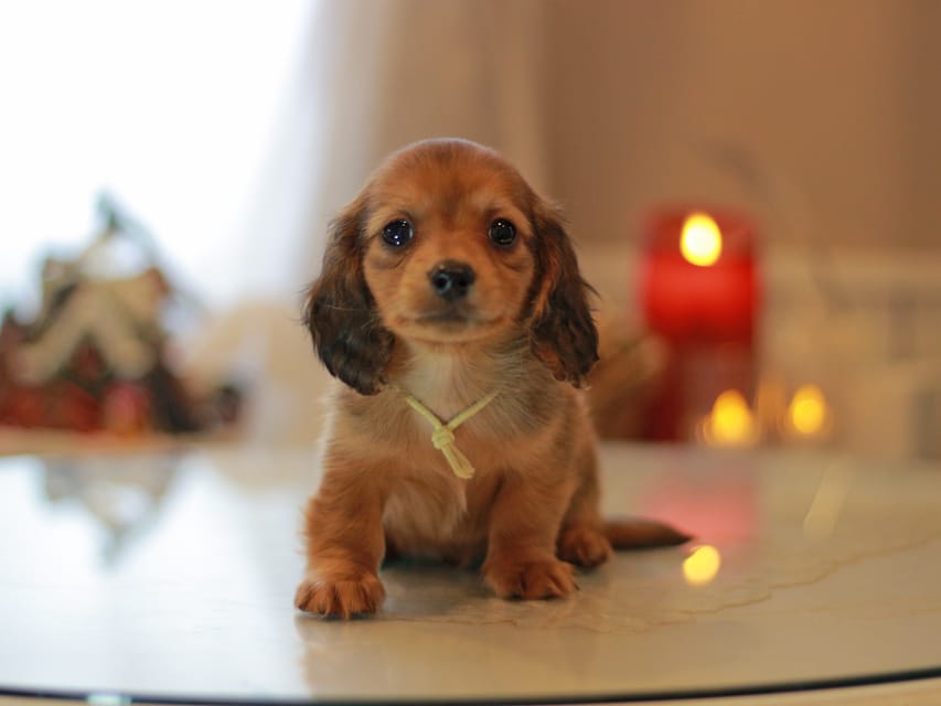 カニンヘン ダックスフンド ミスト&竹千代の子犬 レッド 男の子(5)KaninchenDachshund_8740 カニンヘン ダックスフンド ミスト&竹千代の子犬 レッド 男の子(5)