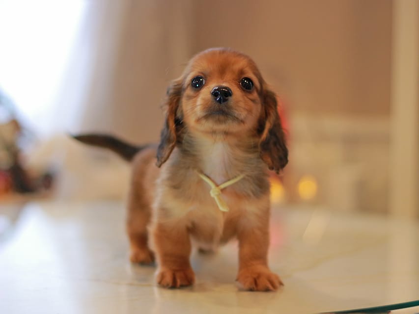 カニンヘン ダックスフンド ミスト&竹千代の子犬 レッド 男の子(5)KaninchenDachshund_8800 カニンヘン ダックスフンド ミスト&竹千代の子犬 レッド 男の子(5)