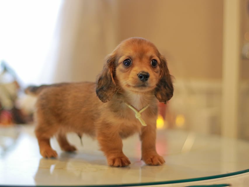 カニンヘン ダックスフンド ミスト&竹千代の子犬 レッド 男の子(5)KaninchenDachshund_8829 カニンヘン ダックスフンド ミスト&竹千代の子犬 レッド 男の子(5)