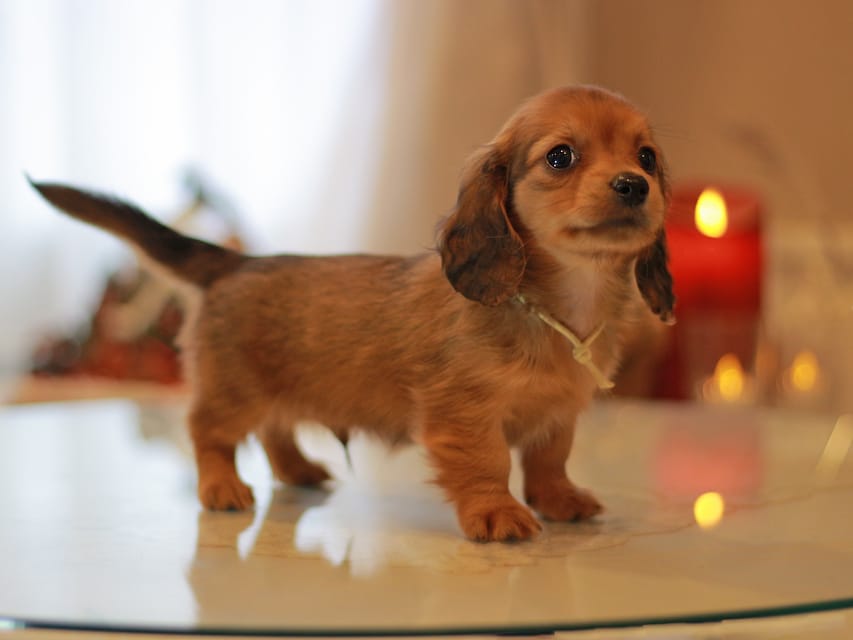 カニンヘン ダックスフンド ミスト&竹千代の子犬 レッド 男の子(5)KaninchenDachshund_8846 カニンヘン ダックスフンド ミスト&竹千代の子犬 レッド 男の子(5)