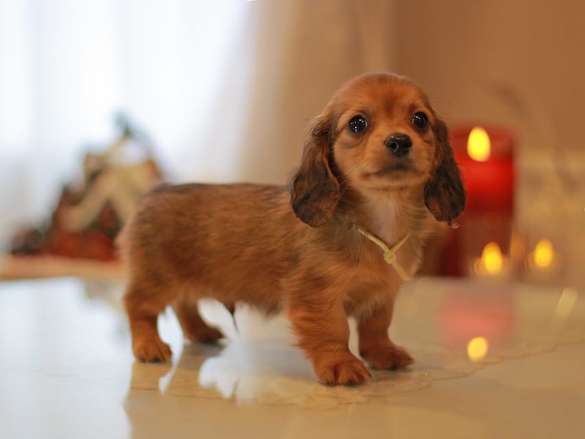カニンヘン ダックスフンド ミスト&竹千代の子犬 レッド 男の子(5)KaninchenDachshund_8852 カニンヘン ダックスフンド ミスト&竹千代の子犬 レッド 男の子(5)