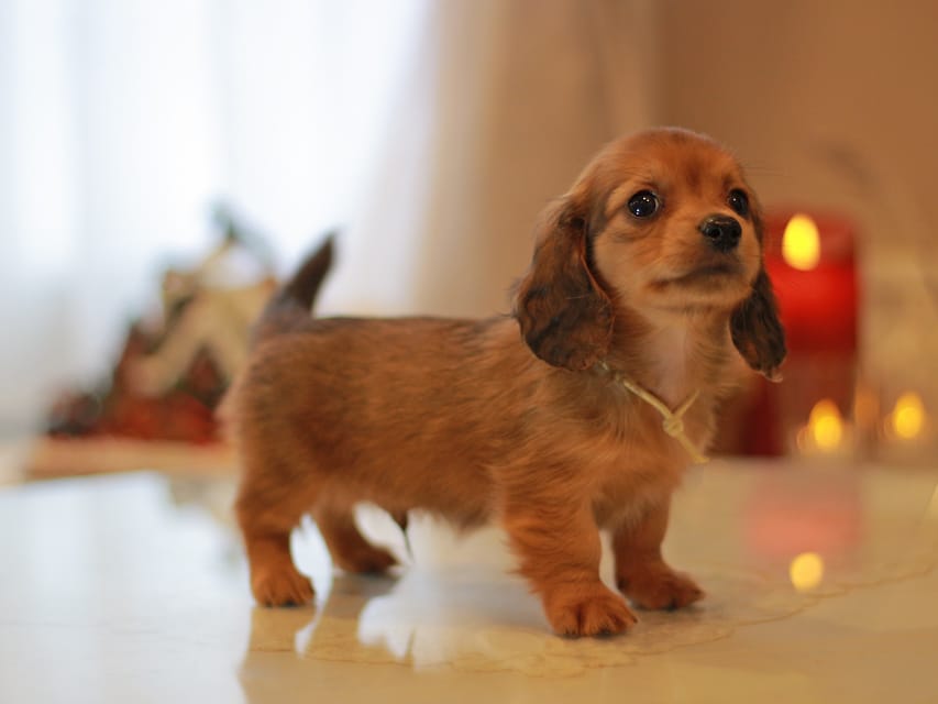 カニンヘン ダックスフンド ミスト&竹千代の子犬 レッド 男の子(5)KaninchenDachshund_8853 カニンヘン ダックスフンド ミスト&竹千代の子犬 レッド 男の子(5)