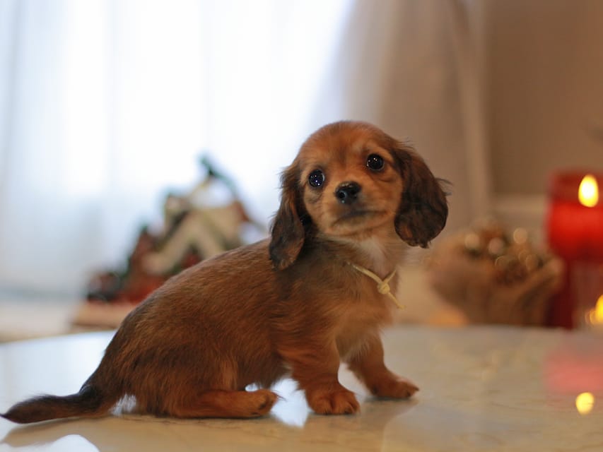 カニンヘン ダックスフンド ミスト&竹千代の子犬 レッド 男の子(5)KaninchenDachshund_8858 カニンヘン ダックスフンド ミスト&竹千代の子犬 レッド 男の子(5)