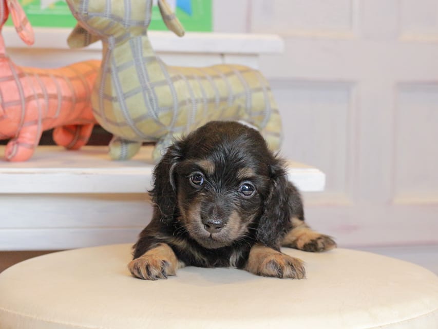 カニンヘン ダックスフンド ディンティ & リバティーの子犬 ブラックイエロー 女の子Kaninchen_03-360 カニンヘンダックスフンド ディンティ & リバティーの子犬 ブラックイエロー 女の子