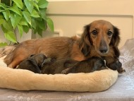 ローリー 9月11日子犬の出産