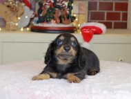 Kaninchen_Dachshund-0008 Kaninchen_Dachshund-0008