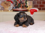 Kaninchen_Dachshund-0011