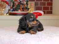 Kaninchen_Dachshund-0017