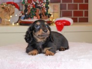 Kaninchen_Dachshund-0019
