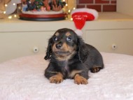 Kaninchen_Dachshund-0022