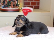 Kaninchen_Dachshund-0033