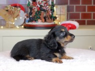 Kaninchen_Dachshund-0052
